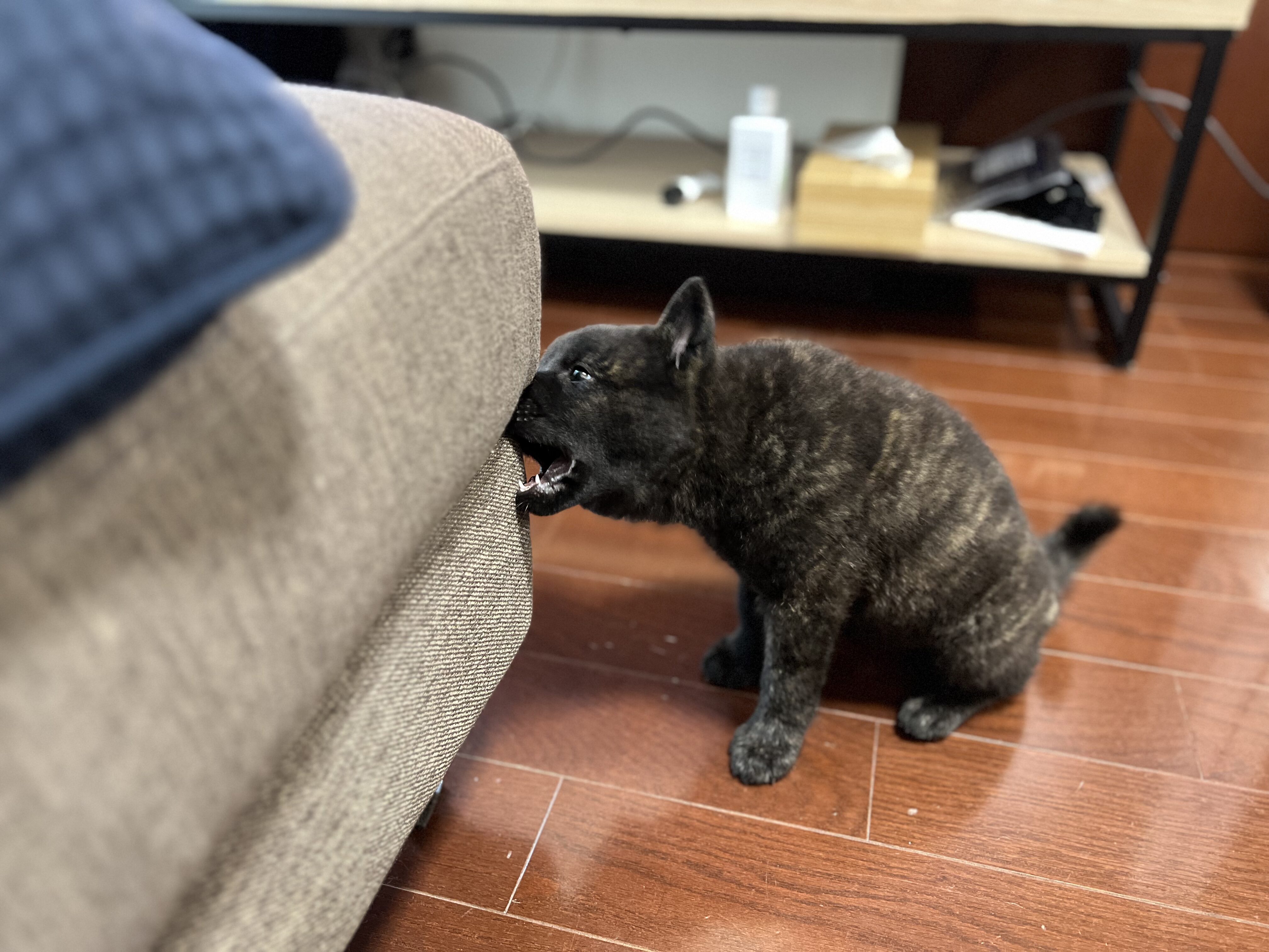 子犬成長_ (12)