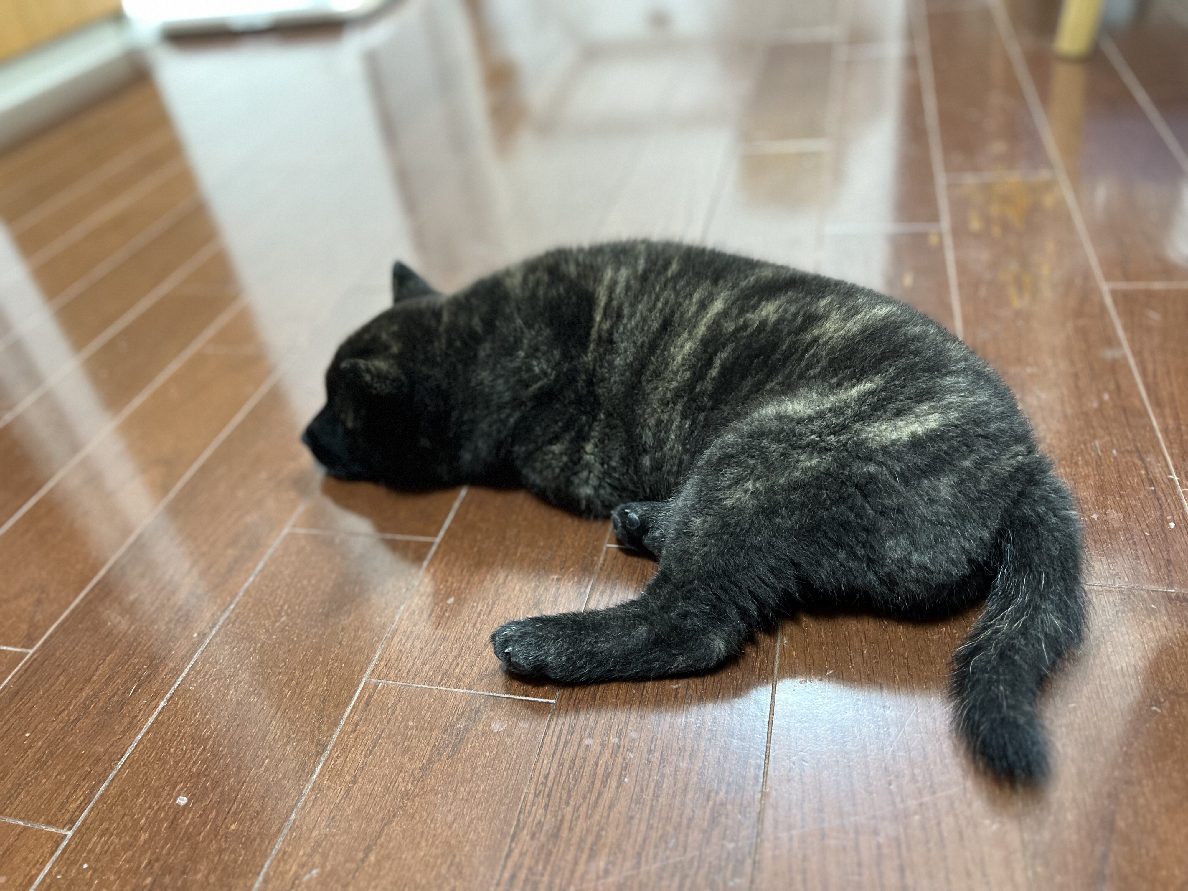 子犬成長_ (17)